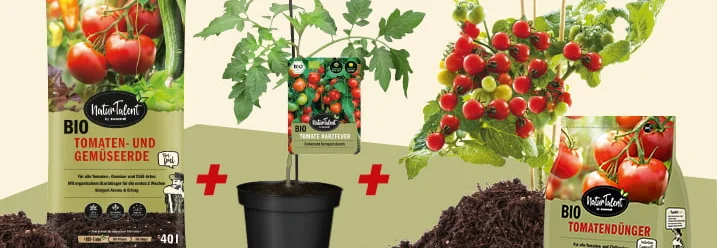Drei Packungen mit Dünger, eine Tomatenpflanze und ein Topf